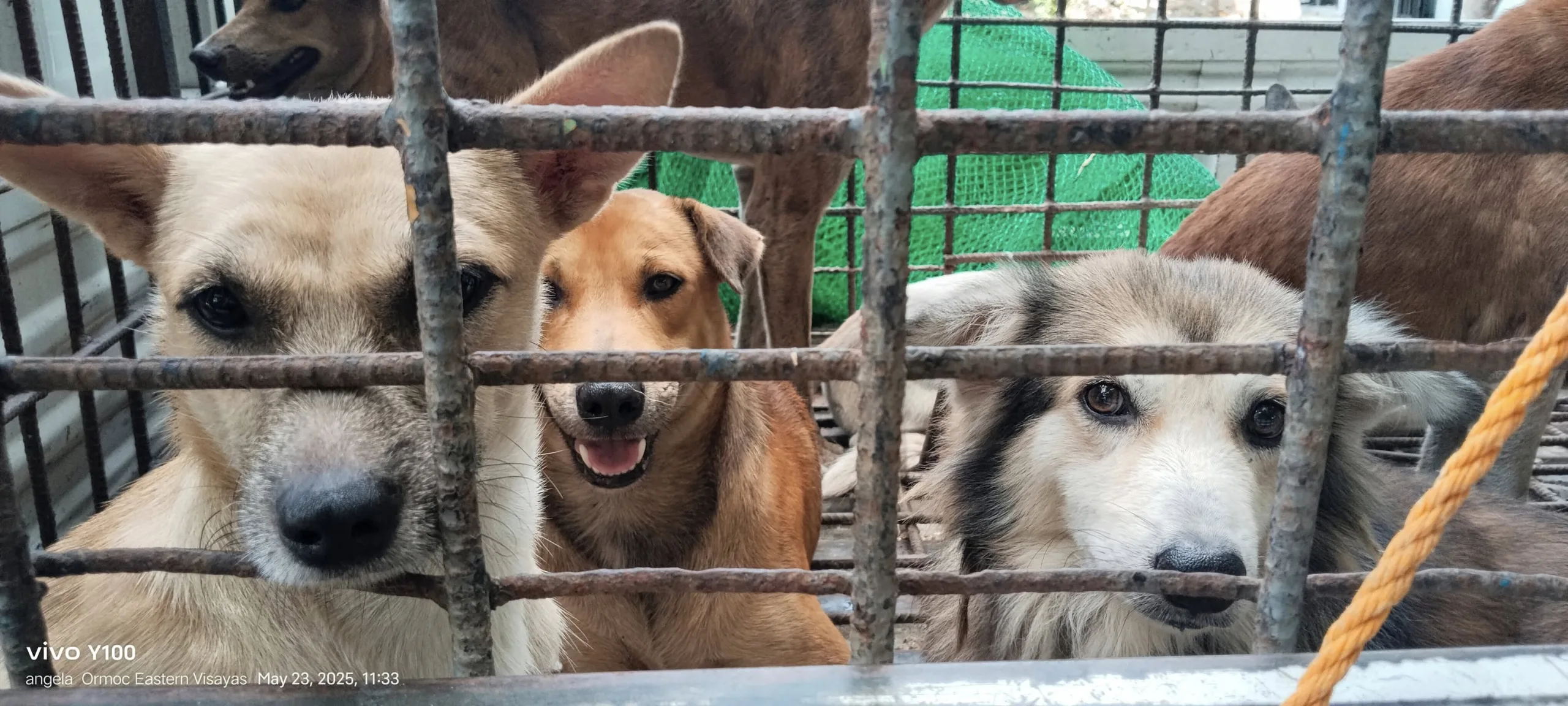 Ormoc Stays Oasis - Rescued Dogs