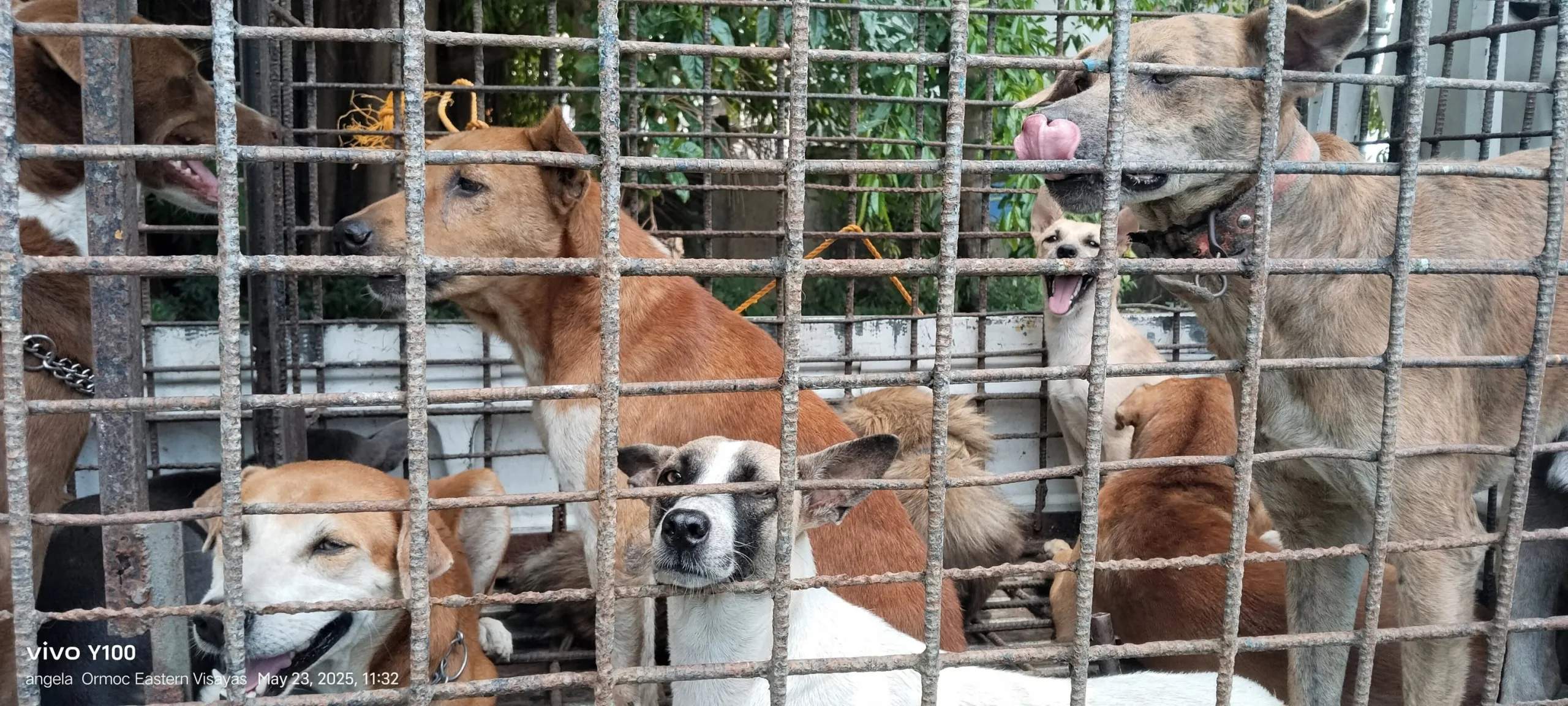 Ormoc Stays Oasis - Rescued Dogs