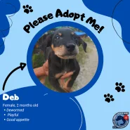 Ormoc Stays Oasis - Deb