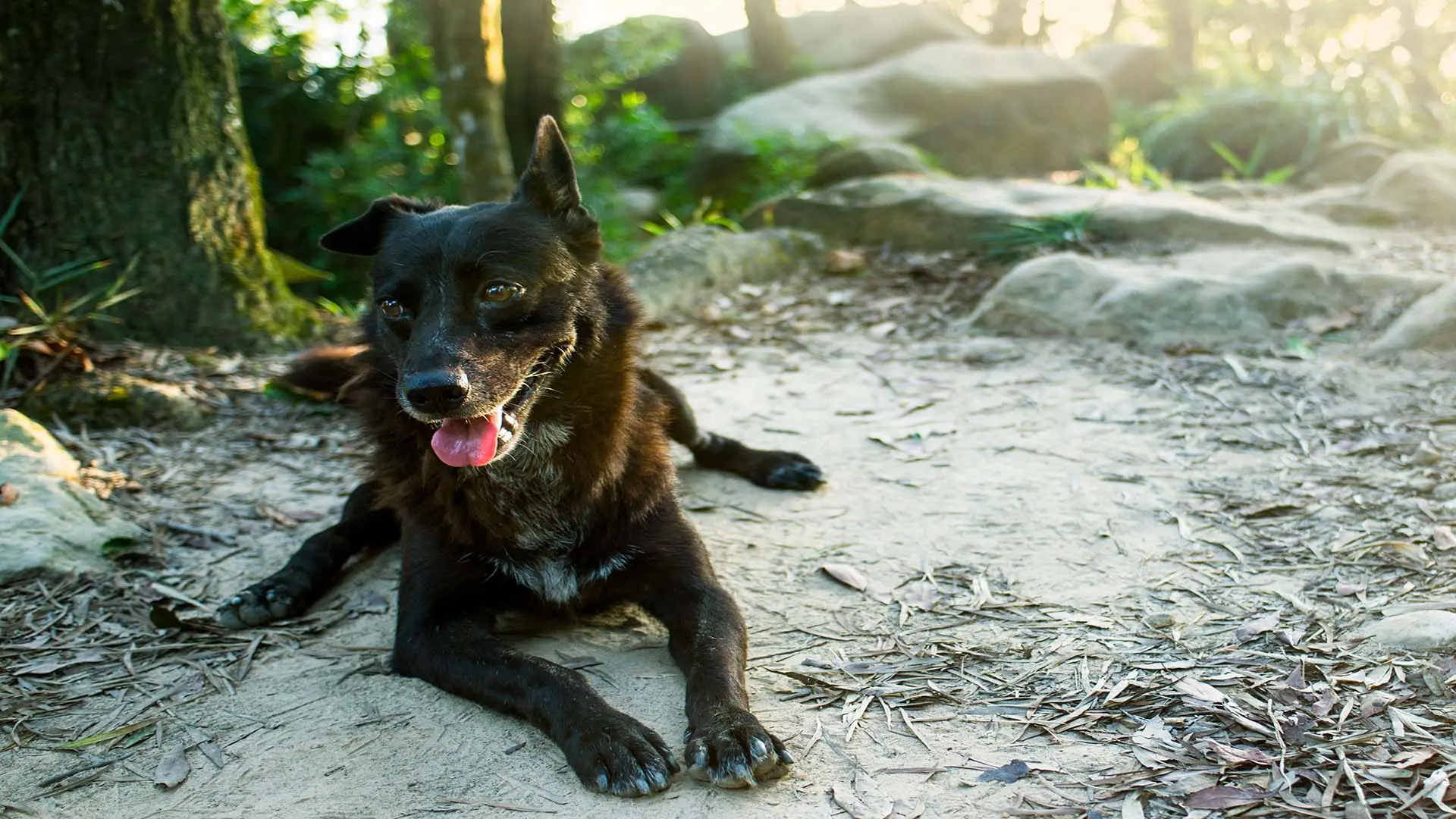 Ormoc Stays Oasis - closeup-shot-cute-black-dog-with-its-tongue-out-sitting-muddy-ground